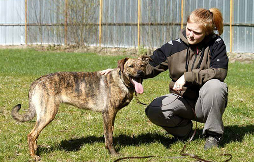 beitragsbild hund lua vermisst wiese