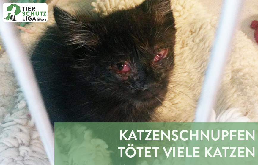 beitragsbild katzenschnupfen