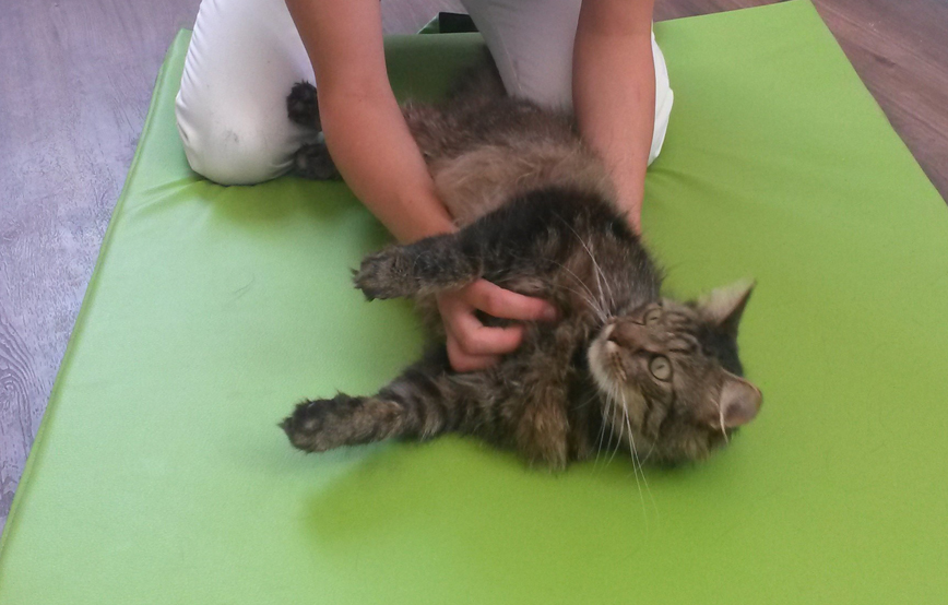 beitragsbild merlin psychoterapie