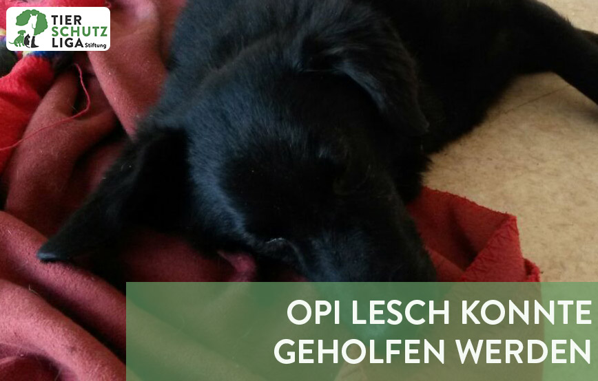beitragsbild opi lesch epileptischer-anfall
