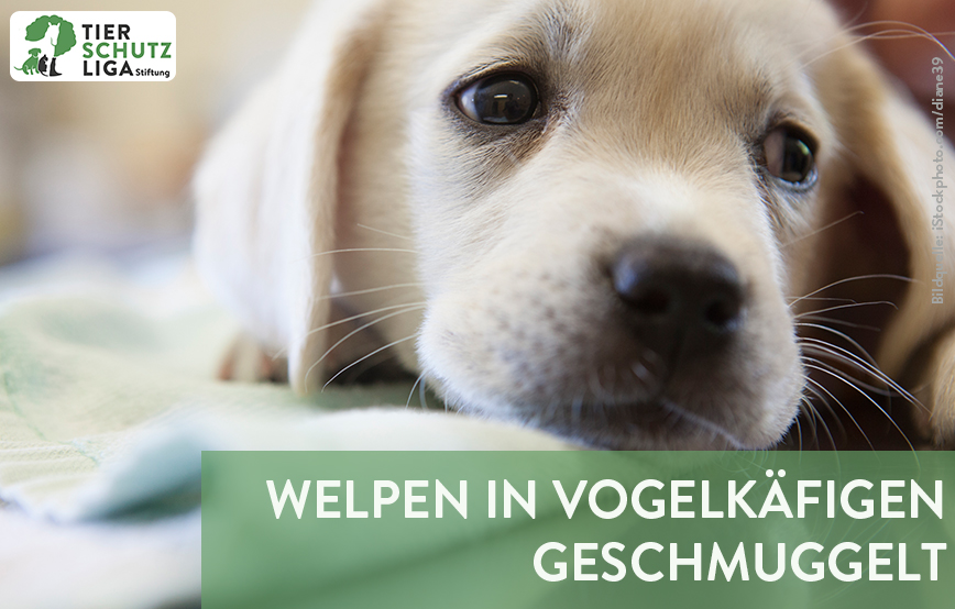 beitragsbild welpenschmuggel
