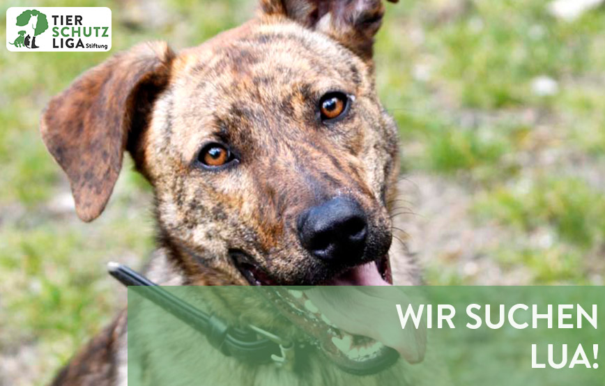 beitragsbild wo ist lua