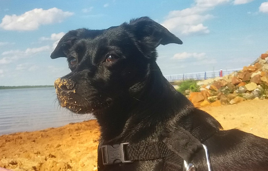 hund lucy am strand bei sonnigen wetter