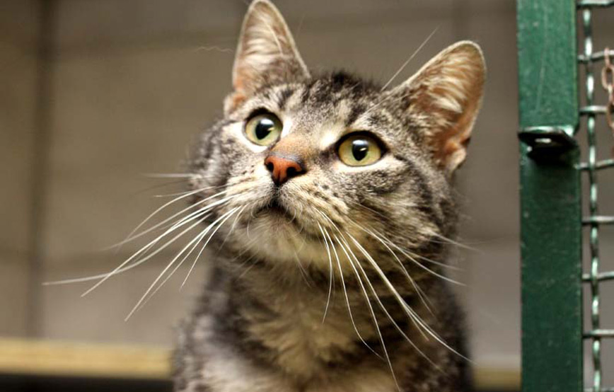 katze Jerry Lee schaut nach oben vermittelt