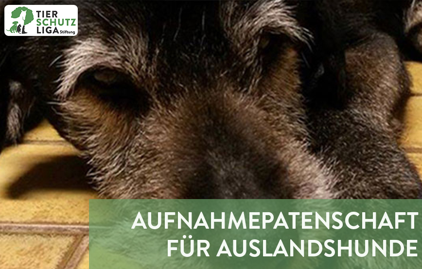 projekt beitragsbild aufnahmepatenschaft neu