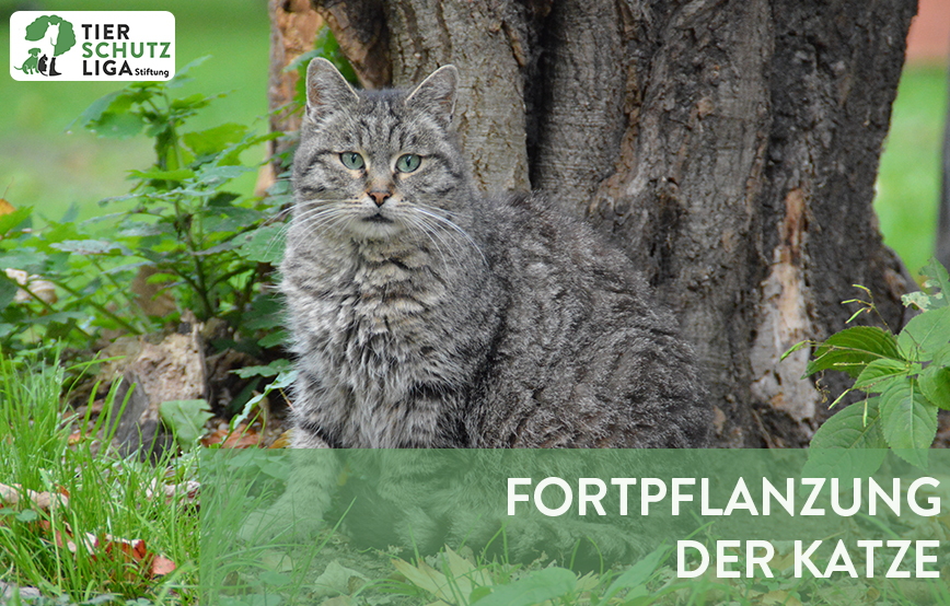 projekt beitragsbild fortpflanzung-der-katze-neu