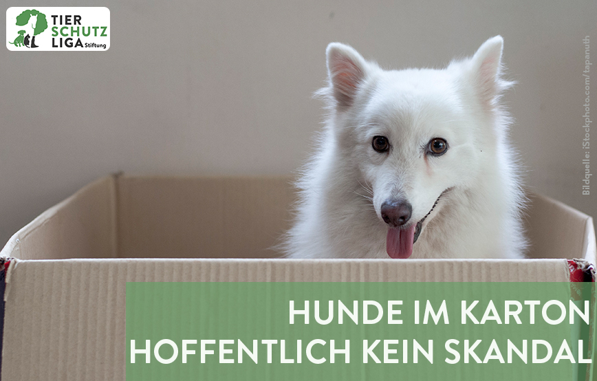 projekt beitragsbild hunde karton neu