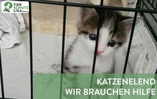 projekt beitragsbild katzenelend neu