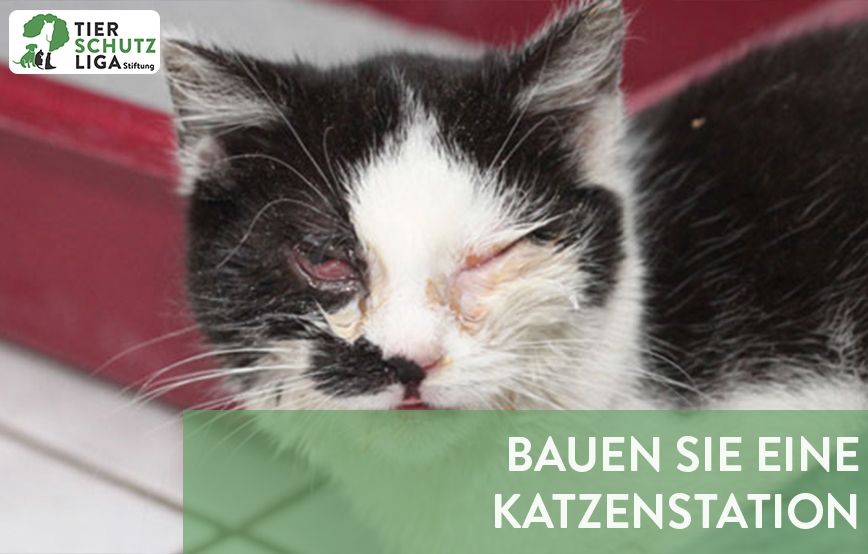 projekt beitragsbild katzenstation bauen neu