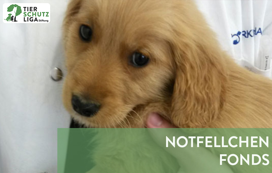 projekt beitragsbild notfellchen fonds neu