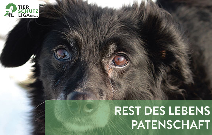 projekt beitragsbild rest des lebens patenschaft neu