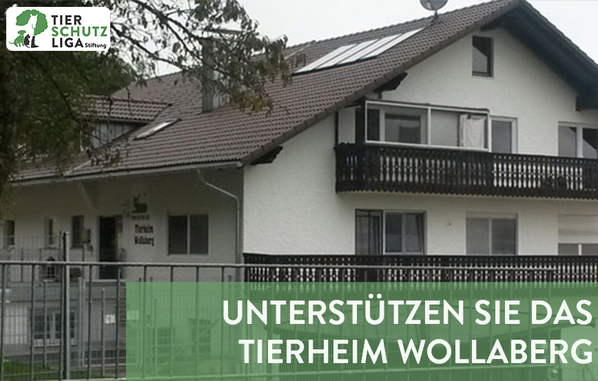 projekt beitragsbild tierheim wollaberg neu