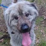 Hund edox der indianer an leine