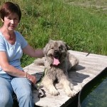 Hund edox mit frau am pool