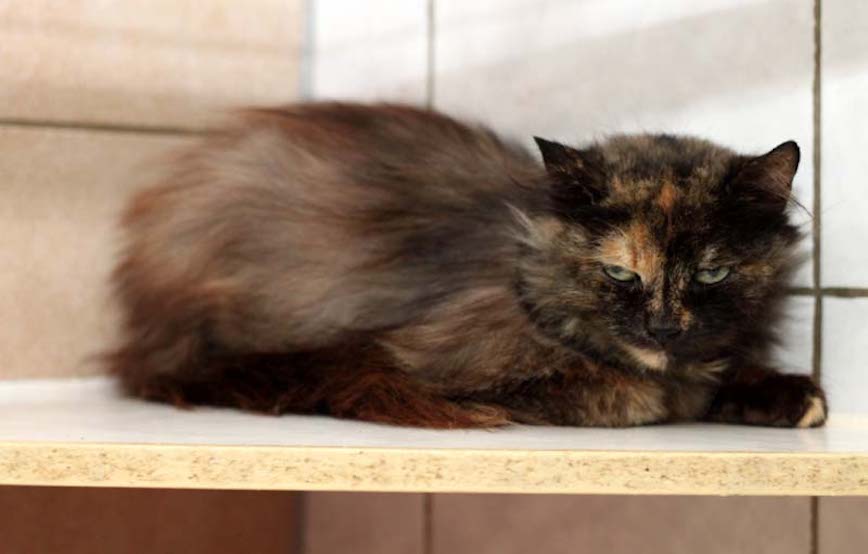 Katze Johanna fundtiere