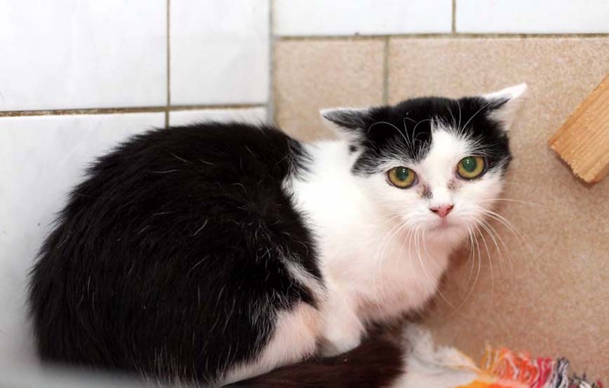 Katze Mini Lotta fundtiere