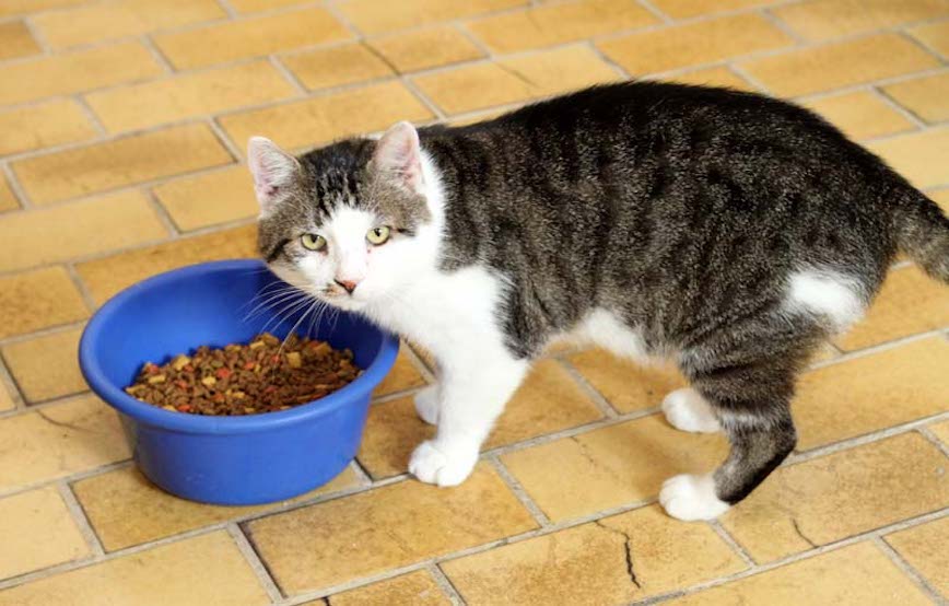 Katze Mylow fundtiere