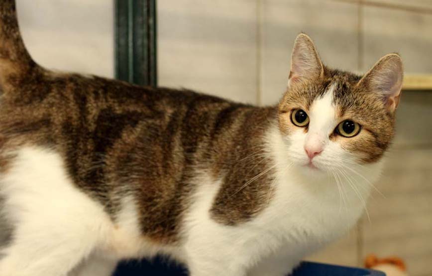 Katze Tilli fundtiere