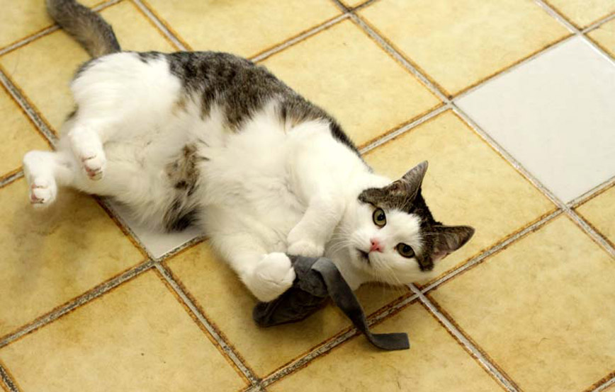 Katze Zachory liegt auf dem boden und spielt mit stoff