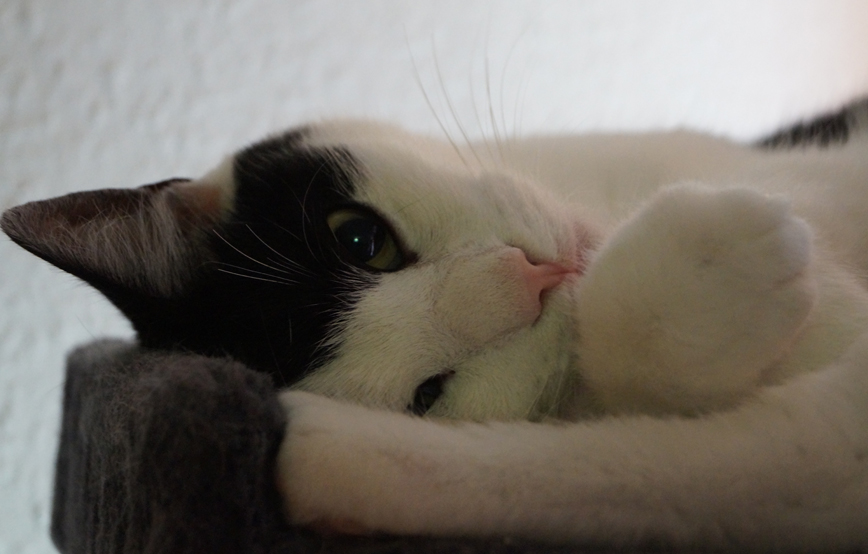 Katze liegt auf der seite