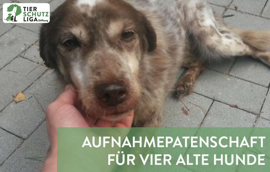beitragsbild aufnahmepatenschaft vier hunde