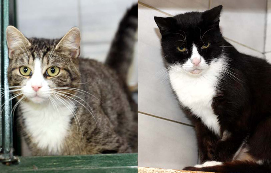 zwei katzen fundtiere