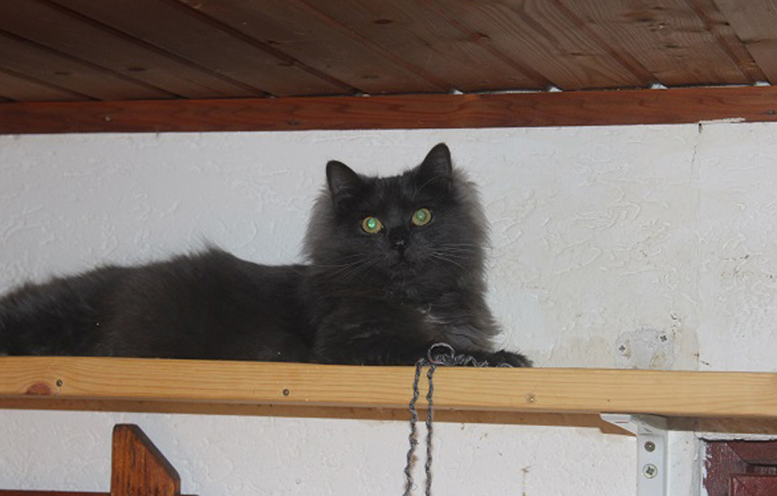 schwarze katze Esmeralda auf einem regal