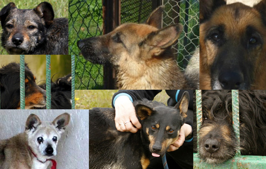 sieben-hunde-suchen-aufnahmepaten